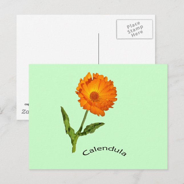 Tarjeta postal - Caléndula con etiqueta (Anverso / Reverso)
