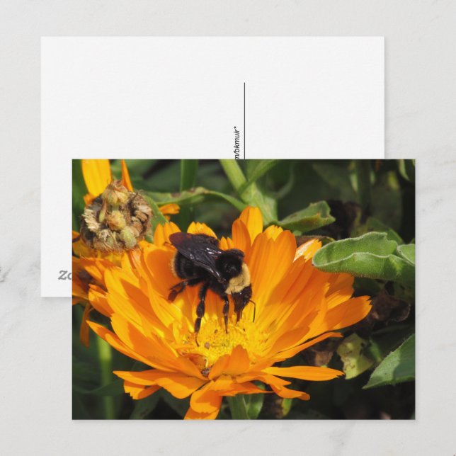 Tarjeta postal - Caléndula y abeja (Anverso / Reverso)