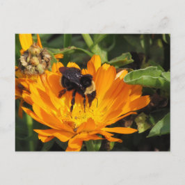 Tarjeta postal - Caléndula y abeja