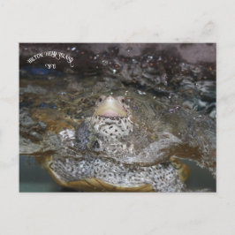 Tarjeta postal Carolina Diamondback Terrapin