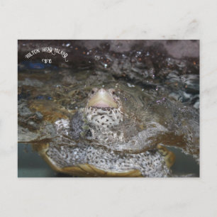 Tarjeta postal Carolina Diamondback Terrapin