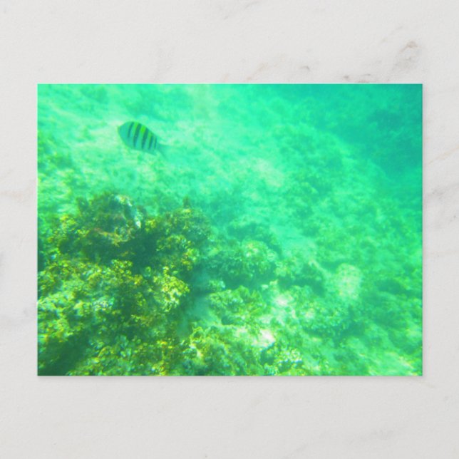 TARJETA POSTAL CARRIBEANA 2 (Anverso)
