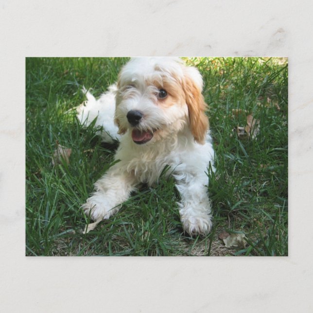 Tarjeta postal Cavachon, añade tu foto de perro (Anverso)
