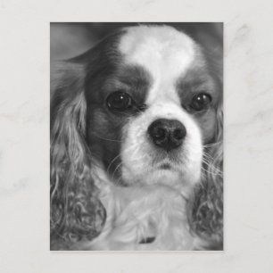 Tarjeta postal Cavalier King Charles Spaniel