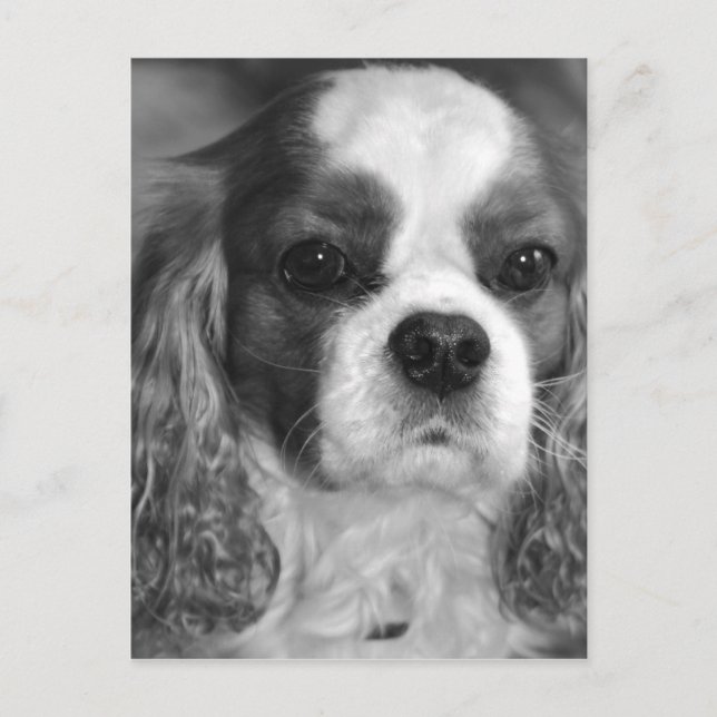 Tarjeta postal Cavalier King Charles Spaniel (Anverso)