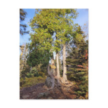 Tarjeta postal Cedar Throne Tettegouche Minnesota