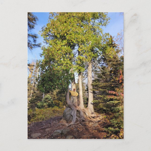 Tarjeta postal Cedar Throne Tettegouche Minnesota (Anverso)