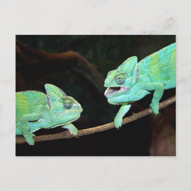 Tarjeta postal Chameleon (Anverso)