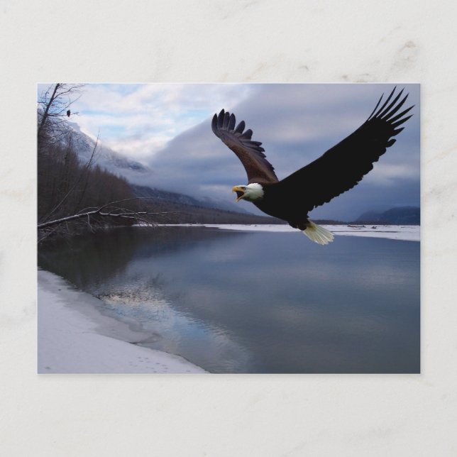 Tarjeta postal Chilkat Eagle Preserve (Anverso)
