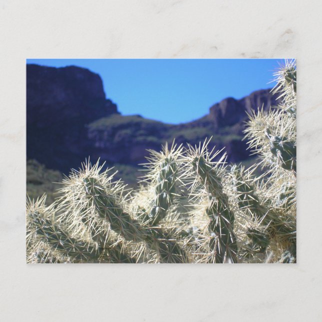 Tarjeta postal Choya Cactus - Arizona (Anverso)