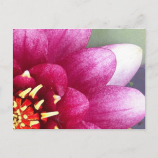 Tarjeta postal Claret Coloreada de Agua Lily