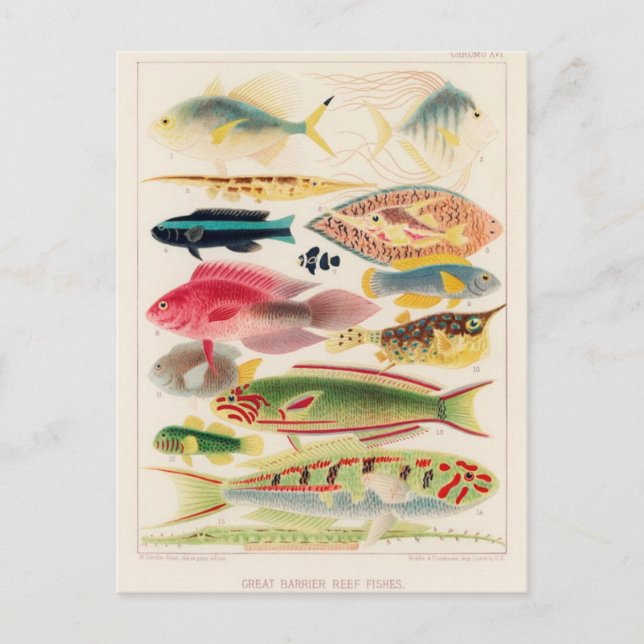 Tarjeta postal clásica de Ilustracion (Anverso)