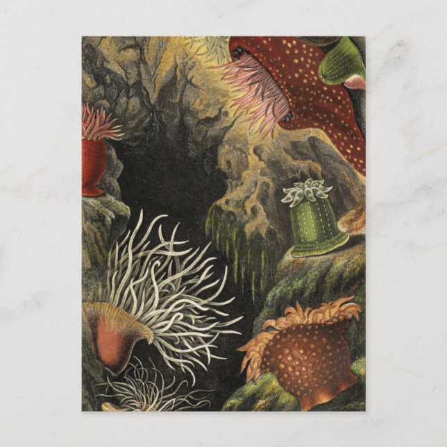 Tarjeta postal clásica de Ilustracion (Anverso)