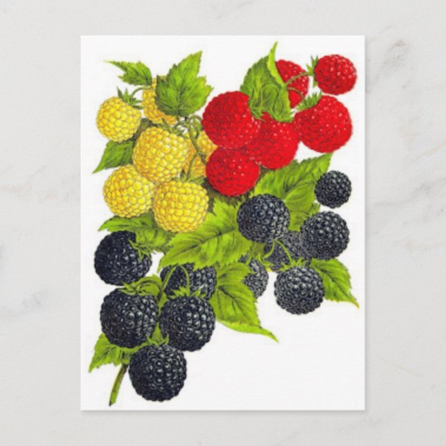 Tarjeta postal clásica de Ilustracion (Anverso)