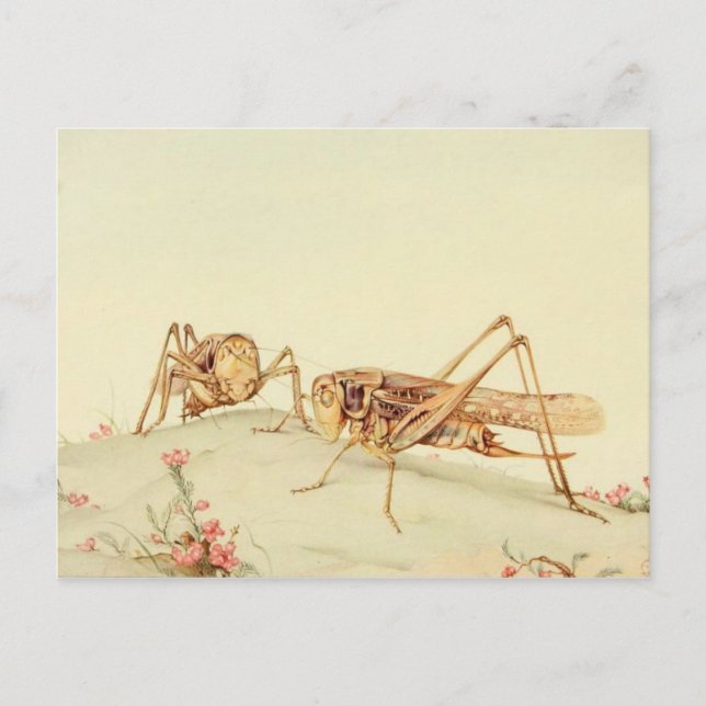 Tarjeta postal clásica de Ilustracion (Anverso)