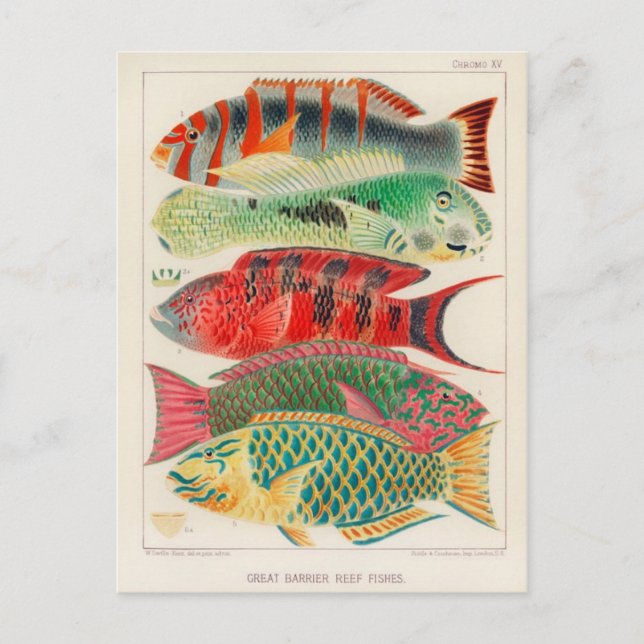 Tarjeta postal clásica de Ilustracion (Anverso)