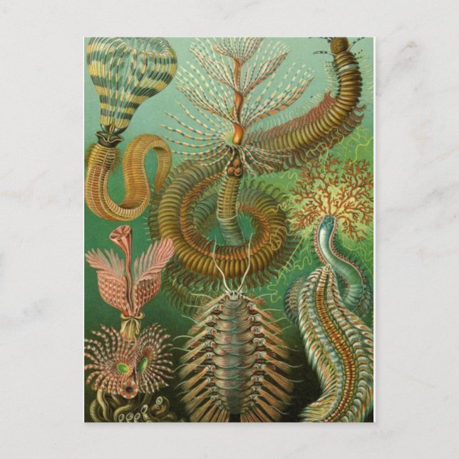 Tarjeta postal clásica de Ilustracion (Anverso)