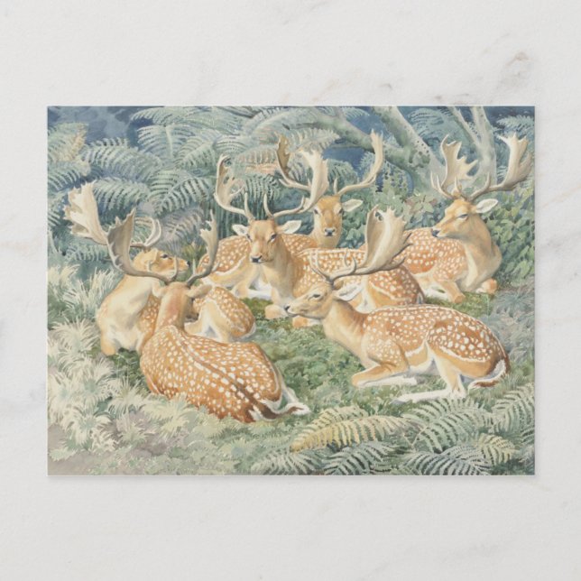 Tarjeta postal clásica de Ilustracion (Anverso)