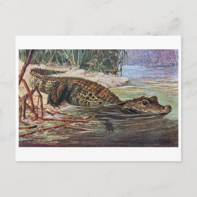 Tarjeta postal clásica de Ilustracion (Anverso)