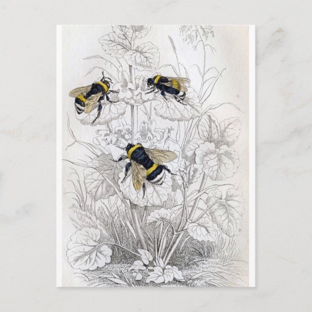 Tarjeta postal clásica de Ilustracion (Anverso)