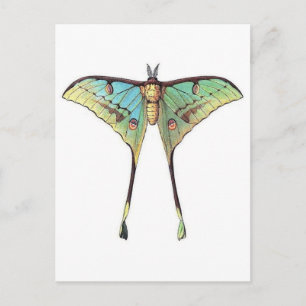 Tarjeta postal clásica de Ilustracion