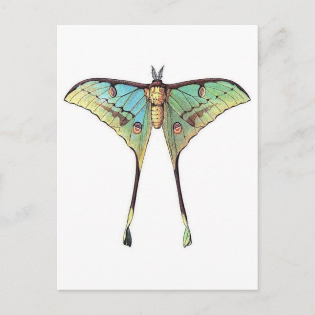 Tarjeta postal clásica de Ilustracion (Anverso)