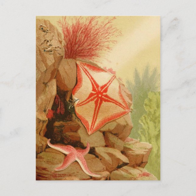 Tarjeta postal clásica de Ilustracion (Anverso)