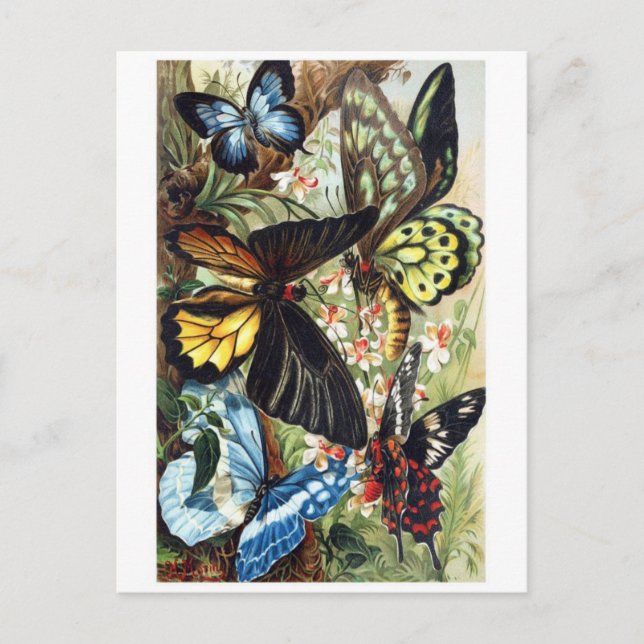 Tarjeta postal clásica de Ilustracion (Anverso)