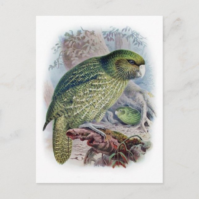 Tarjeta postal clásica de Ilustracion (Anverso)