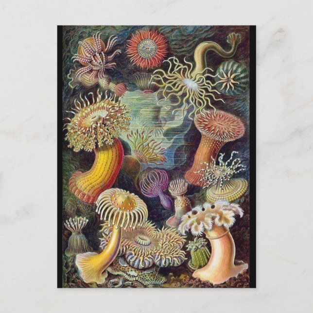 Tarjeta postal clásica de Ilustracion (Anverso)