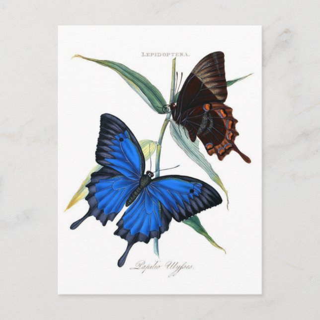 Tarjeta postal clásica de Ilustracion (Anverso)