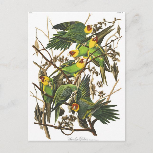 Tarjeta postal clásica de Ilustracion (Anverso)
