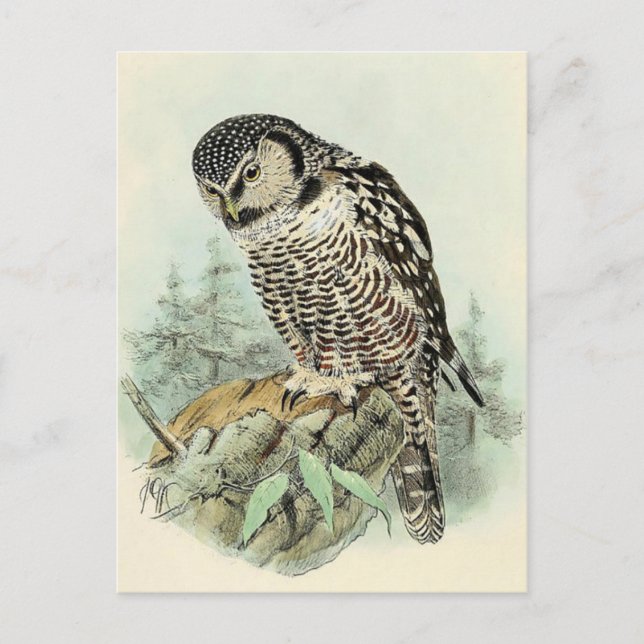 Tarjeta postal clásica de Ilustracion (Anverso)