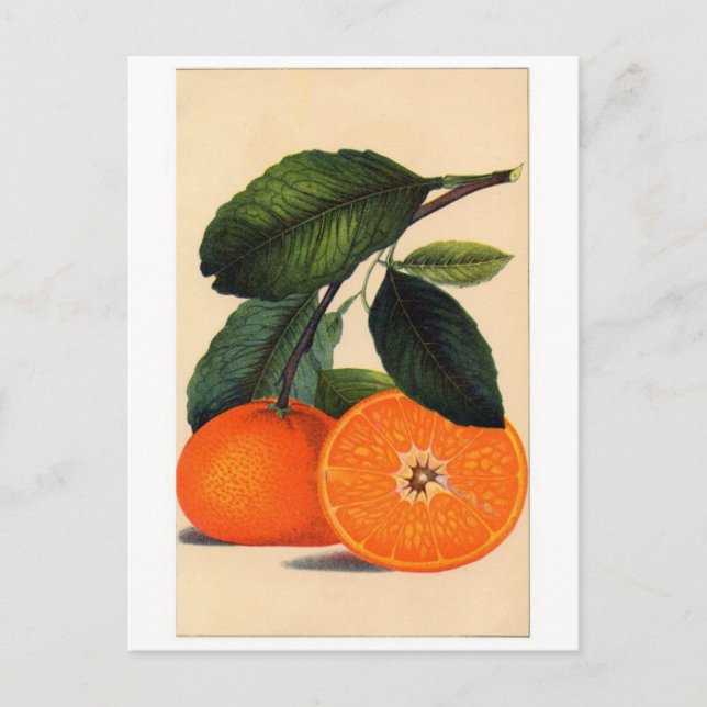 Tarjeta postal clásica de Ilustracion (Anverso)