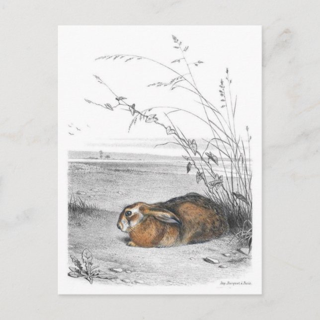 Tarjeta postal clásica de Ilustracion (Anverso)