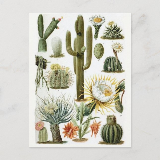 Tarjeta postal clásica de Ilustracion (Anverso)