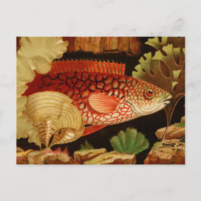 Tarjeta postal clásica de Ilustracion (Anverso)