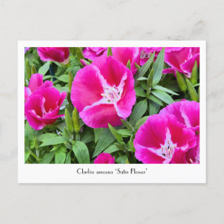 Tarjeta postal colectiva satina o de flor de Godet