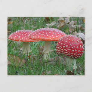 Tarjeta postal colorida Amanitas DIY