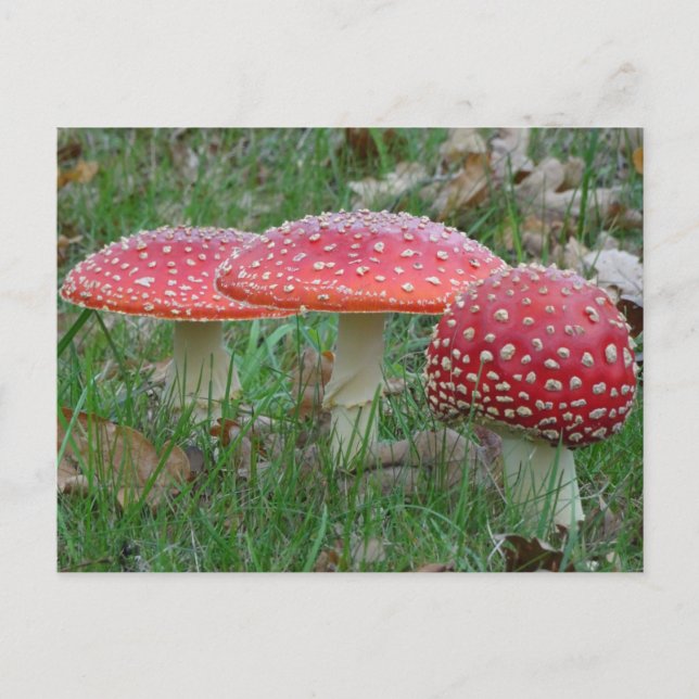 Tarjeta postal colorida Amanitas DIY (Anverso)