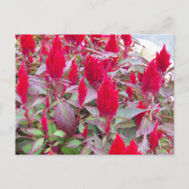 TARJETA POSTAL COLORIDA DE FLORA