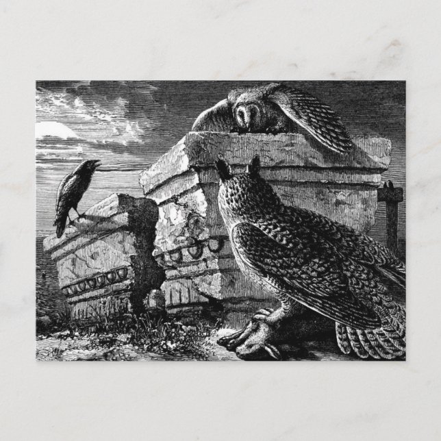 Tarjeta postal Companion to owls (Anverso)