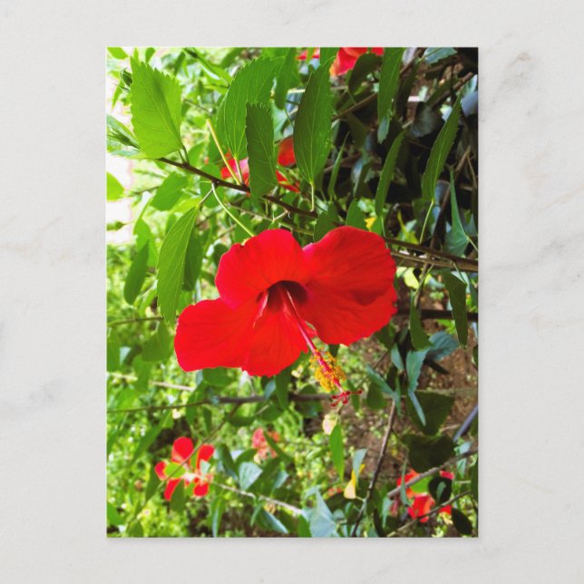 Tarjeta postal con cubierta de flor roja (Anverso)