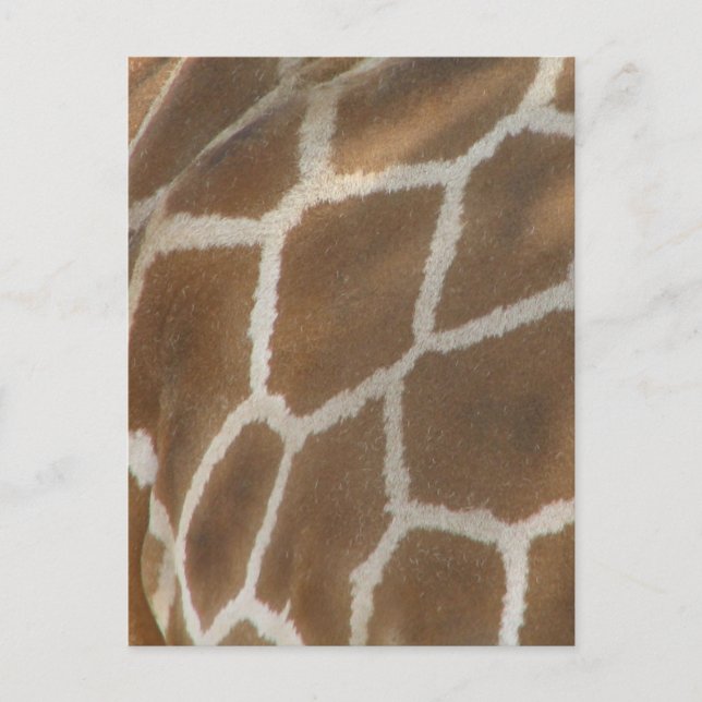 Tarjeta postal con estampado de Giraffe (Anverso)