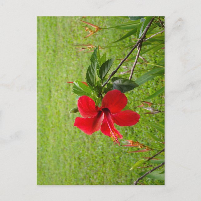 Tarjeta postal con flor roja en la portada (Anverso)