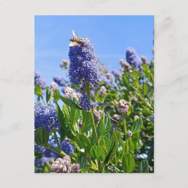 Tarjeta postal con flores de lila en jardín inglés (Anverso)