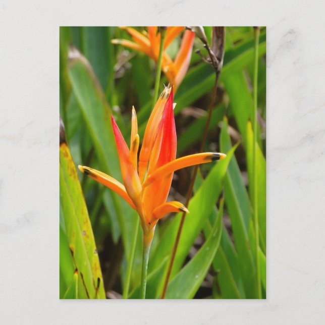 Tarjeta postal con flores naranjas en la portada (Anverso)