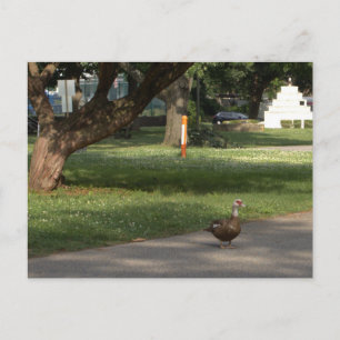 Tarjeta postal con foto de ganso