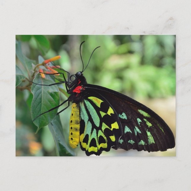 Tarjeta postal con foto de mariposa Cairns Birdwin (Anverso)