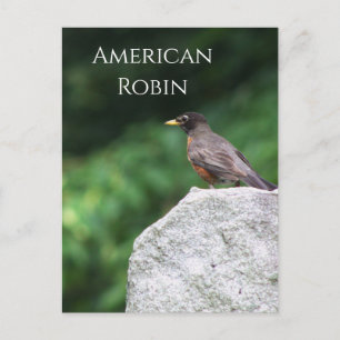 Tarjeta postal con foto de pájaro petirrojo americ